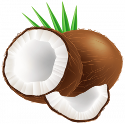 coconut png - Free PNG Images | TOPpng