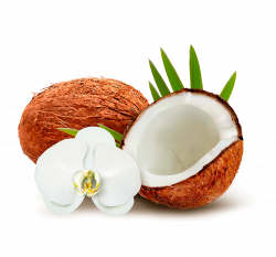 Coconut water Coconut milk Clip art - coconut 1024*956 transprent ...