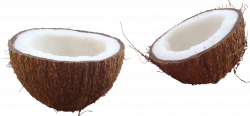 Coconut PNG Transparent Images | PNG All