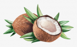 Coconut Clipart Coconut Seed - La Tourangelle - Virgin ...