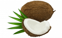 19 Free Shocking Coconut Clipart - Fruit Names A-Z With Pictures
