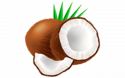 Coconut Tree Pictures Drawing at GetDrawings.com | Free for personal ...
