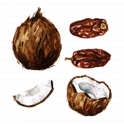 Coconut Watercolor painting Clip art - Hand-painted coconut 2480 ...