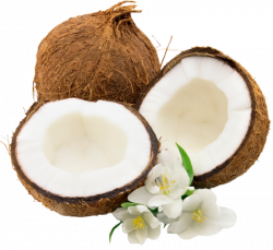 Free Coconut Clipart Images Black And White Photos【2018】