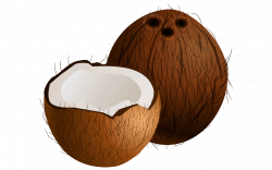 28+ Collection of Coconut Clipart Free | High quality, free cliparts ...