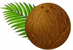 Coconut Transparent PNG Clip Art Image | Gallery Yopriceville ...