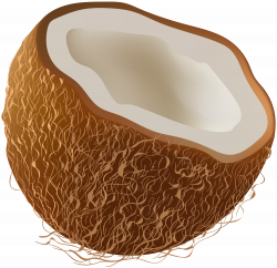 Coconut Transparent Clip Art Image | Gallery Yopriceville - High ...