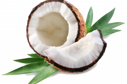 Coconut PNG Transparent Images | PNG All