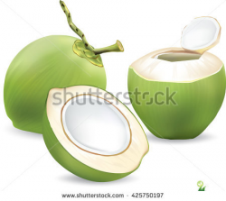 Green coconut clipart 9 » Clipart Station