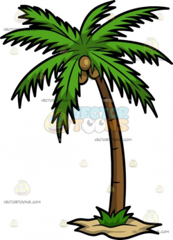 A Palm Tree With Coconuts : A tall palm tree with lush green ...