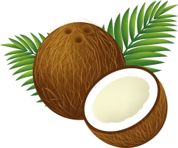 coconuts png - Free PNG Images | TOPpng