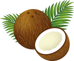 Coconut Clipart nariyal - Free Clipart on Dumielauxepices.net