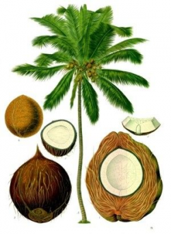 How to Make Creamy Malibu Coconut Dipping Sauce | Palm ...