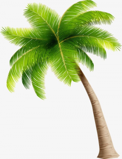 Simple Green Coconut Trees PNG, Clipart, Coconut, Coconut ...