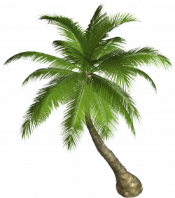 palm_tree_PNG2492.png (1179×1337) | Single Origin Chocolate Concept ...
