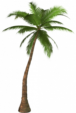 Palm Tree Drawing Png at GetDrawings.com | Free for personal use ...