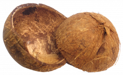 coconut shell – Skyvouch