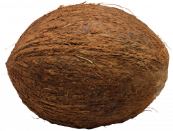 Coconut PNG Transparent Free Images | PNG Only