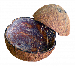 Coconut Shell PNG Image - PurePNG | Free transparent CC0 PNG Image ...