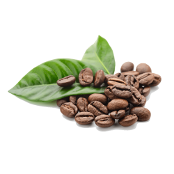Coffee Beans Leaves transparent PNG - StickPNG
