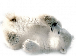 Polar Bear PNG Transparent Images | PNG All