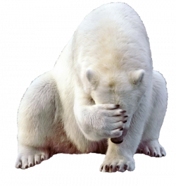 Polar bear PNG images free download