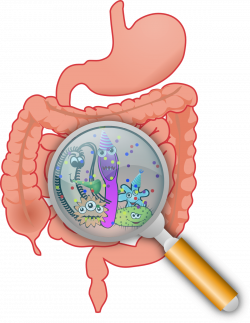 Gastrointestinal Infections Can Be Transmitted to Humans Through ...