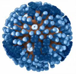 Images of Influenza Viruses | Seasonal Influenza (Flu) | CDC