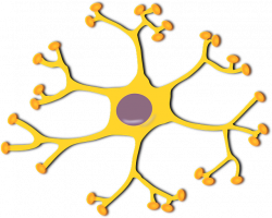 Free Image on Pixabay - Nerve Cell, Neuron, Biology | Pinterest ...