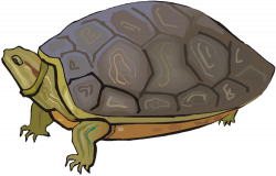 Tortoise clipart box turtle ~ Frames ~ Illustrations ~ HD images ...