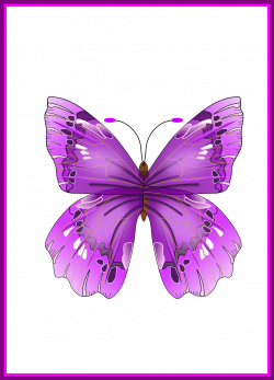 Fascinating Pin By Sara Meza On My Favorite Color Purple Butterfly ...