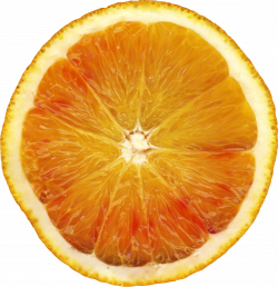 Orange (Fruit) clipart orang - Pencil and in color orange (fruit ...