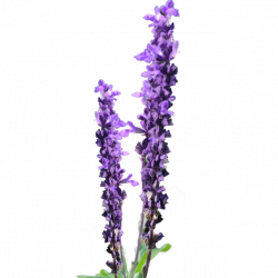 Collection of Free lavender Cliparts on Clip Art Library