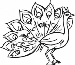 Free Peacock Drawing, Download Free Clip Art, Free Clip Art ...