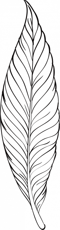Clipart - Feather Line Art