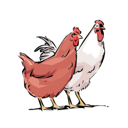 Chicken Rooster Hen #5462