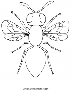 The Creepy Crawlies Show Colouring Pages | Arts & Crafts ...