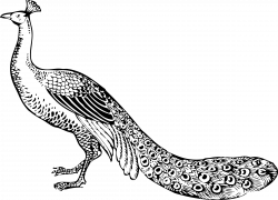 Black and White Peacock Clipart - BClipart