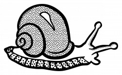 Clipart - snail - lineart