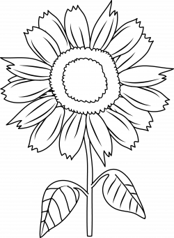 Sunflower Black And White Drawing at GetDrawings.com | Free for ...