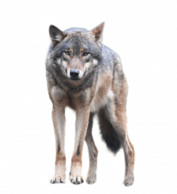 Wolf Clipart Transparent Background#4065125