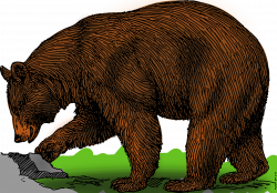 Colored bear Icons PNG - Free PNG and Icons Downloads