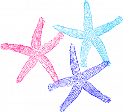Triple Starfish Colors Clip Art at Clker.com - vector clip art ...