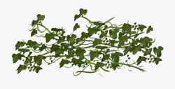 Vines Clipart Ivy - Portable Network Graphics #243394 - Free ...