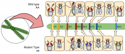 File:Drosophila Gene Linkage Map.svg - Wikimedia Commons