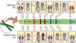 File:Gene Linkage Map of a Drosophila Chromosome.svg - Wikimedia Commons
