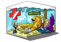 Hospital (Quarantine) Tanks - Care - Shrimp Keepers Forum