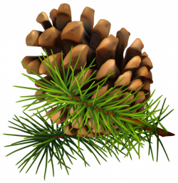 Pine cone PNG image free download