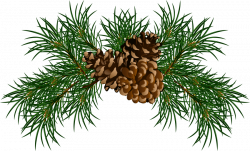 pine cone png - Free PNG Images | TOPpng