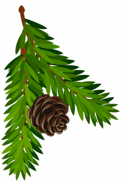 Transparent Pine Branch with Cone PNG Art | Gallery Yopriceville ...